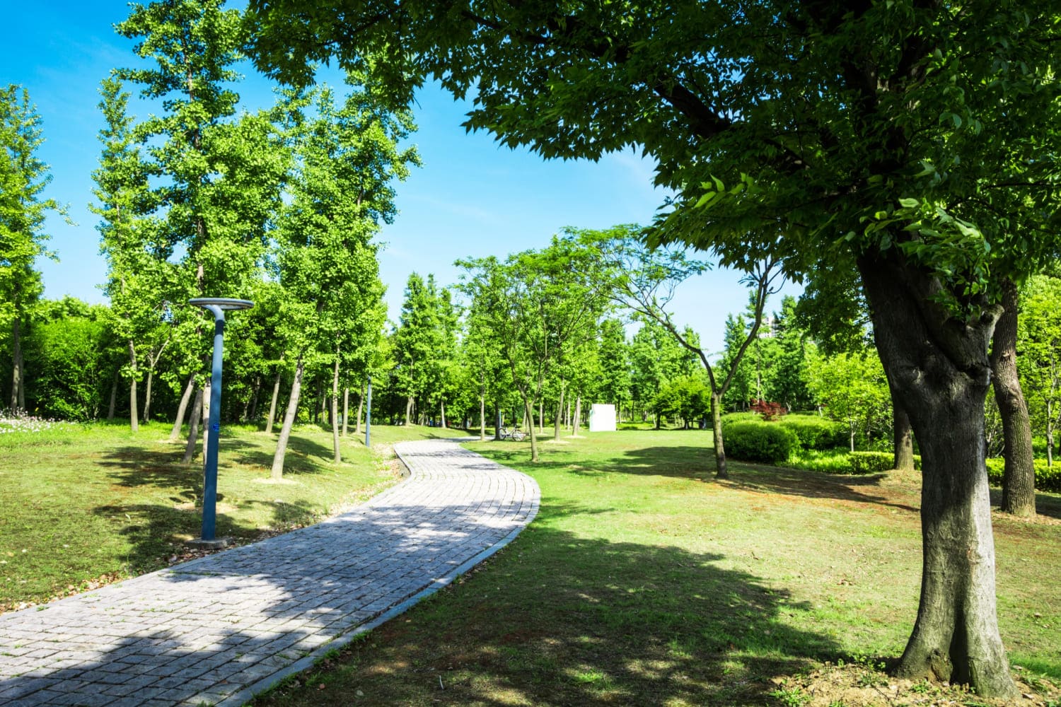 Caminho de pedras curvas cercado por gramado verde e árvores sob céu azul.