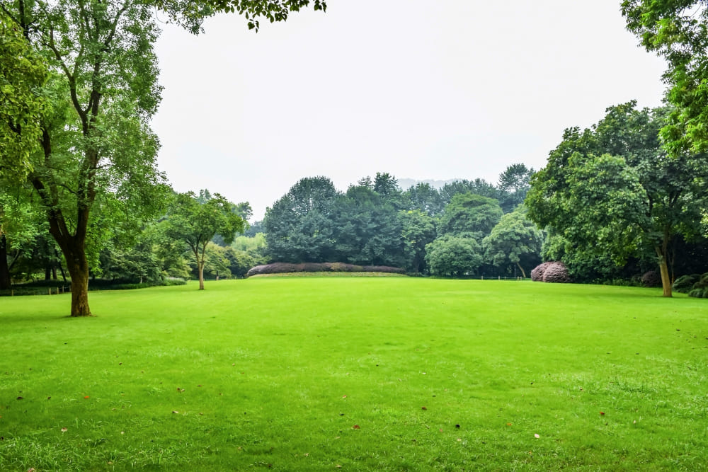 Amplo gramado verde cercado por árvores sob um céu claro em um parque.