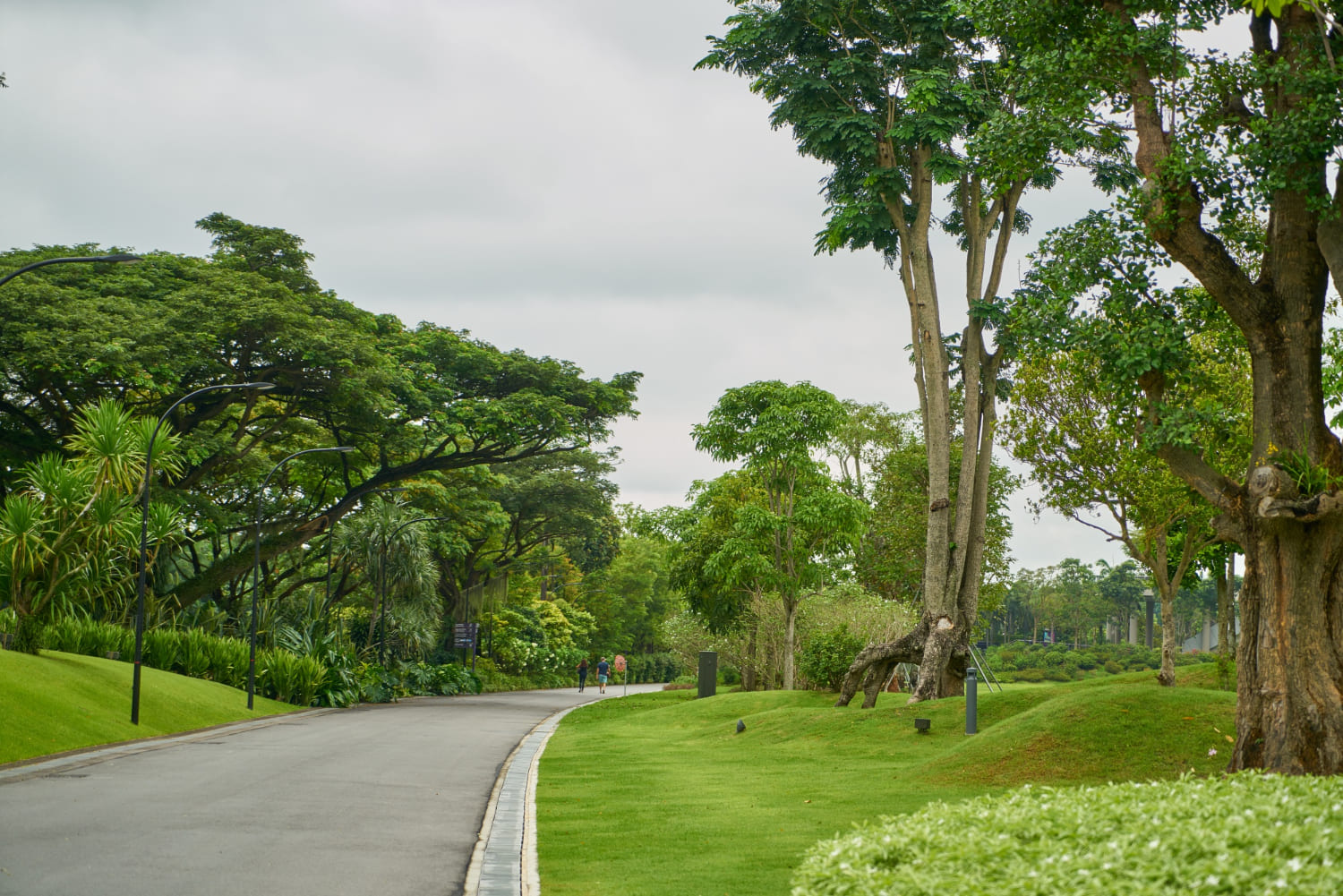 Pista de asfalto para caminhada cercada por gramados verdes e árvores altas em um parque.